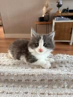 Maincoon kittens /main coon  poesjes, Dieren en Toebehoren, Poes, Ontwormd, 0 tot 2 jaar