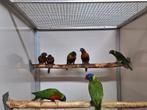 Diverse lori's van de blauwe bergen., Meerdere dieren, Parkiet