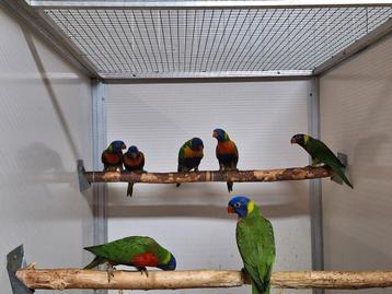Diverse lori's van de blauwe bergen.  beschikbaar voor biedingen