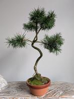 Pinus Sylvestris Bonsai, Ophalen of Verzenden, Bloeit niet, Overige soorten, Minder dan 100 cm