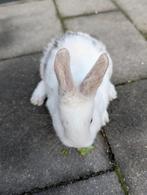 Lief vrouwtjes konijn 8 weken oud, Dieren en Toebehoren, Vrouwelijk