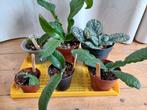 6x Streptocarpus plant (wit geel roze blauw paars lila), Ophalen of Verzenden, Cactus, Minder dan 100 cm
