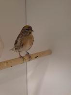 1-1 Kleine barmsijsen, Dieren en Toebehoren, Meerdere dieren, Tropenvogel, Geringd