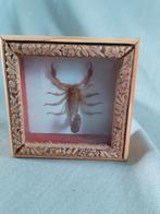 Houten vitrine met opgezette "Schorpioen", Ophalen of Verzenden