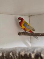 Mooie pracht rosella man cinnamon, Dieren en Toebehoren, Vogels | Parkieten en Papegaaien, Mannelijk, Parkiet, Geringd