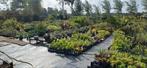 Kwekerij is nog open tot november planten vanaf 1.50, Ophalen, Overige soorten, Volle zon