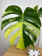 Monstera Jungle Mint Variegata Kopstek Ongeworteld, Ophalen of Verzenden, Overige soorten, Minder dan 100 cm