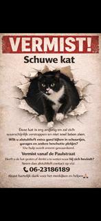 Vermist kat ( Slijk-Ewijk), Kat