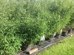 Fargesia Red Dragon, bamboe met rode stengel !!!, Tuin en Terras, Vaste plant, Bloeit niet, Halfschaduw, Ophalen