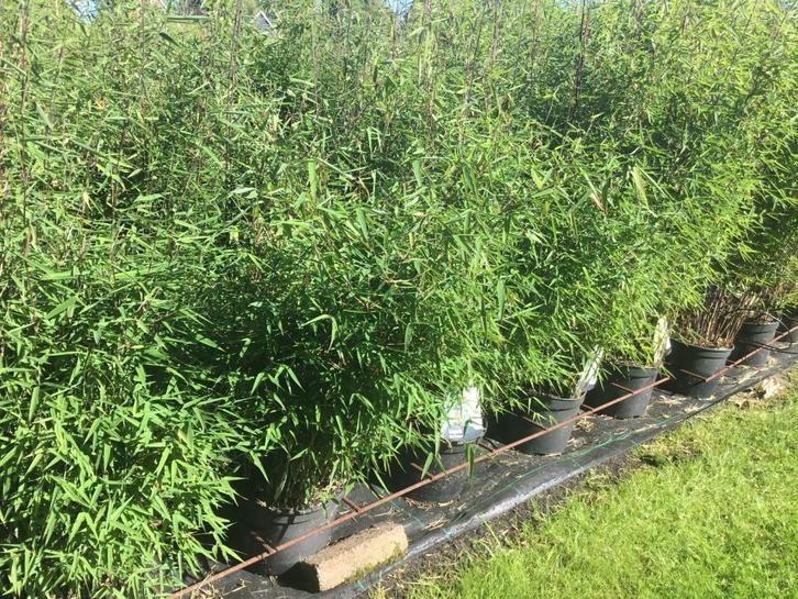 Fargesia Red Dragon, bamboe met rode stengel !!!, Tuin en Terras, Planten | Tuinplanten, Vaste plant, Overige soorten, Halfschaduw