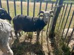 Herdwick ram te koop/ruil, Dieren en Toebehoren, Schapen, Geiten en Varkens, Mannelijk, Schaap, 0 tot 2 jaar
