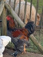 Brahma hanen, Mannelijk, Kip