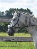 Rambo Micklem cob/full, Ophalen of Verzenden, Nieuw, Dressuur