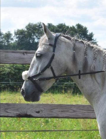Rambo Micklem cob/full beschikbaar voor biedingen