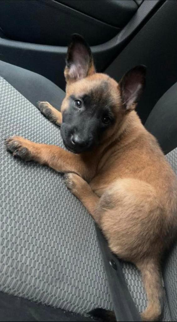 Mechelse herder pup reu 9 weken, Dieren en Toebehoren, Honden | Herdershonden en Veedrijvers, Reu, Herder, Particulier, Eén hond