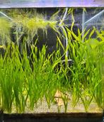 Vallisneria torta - kleine schroefvallisneria, Dieren en Toebehoren, Vissen | Aquaria en Toebehoren, Ophalen of Verzenden, Nieuw