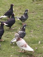 Syrische wamduiven, Dieren en Toebehoren, Vogels | Duiven, Meerdere dieren