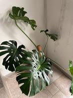 Mooie Monstera Deliciosa, Ophalen, Overige soorten, Halfschaduw, Minder dan 100 cm