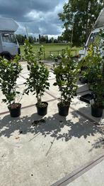 Camelia’s dr king super groot vakantie aanbieding 24,50, Tuin en Terras, Planten | Tuinplanten, Vaste plant, Halfschaduw, Lente