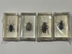 Insecten in acrylhars, Ophalen of Verzenden, Nieuw, Opgezet dier