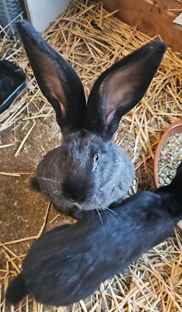 Vlaamse Reuzen te koop, 1 ram, Dieren en Toebehoren, Konijnen, Groot, Mannelijk