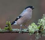 Gezocht: Grote Noorse Goudvink pop Wildkleur, Geringd 2025, Dieren en Toebehoren, Ophalen, Nieuw, Overige typen