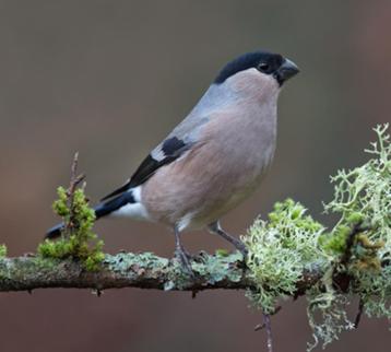 Gezocht: Grote Noorse Goudvink pop Wildkleur, Geringd 2025 beschikbaar voor biedingen