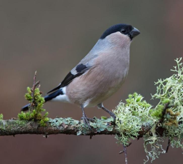 Gezocht: Grote Noorse Goudvink pop Wildkleur, Geringd 2025, Dieren en Toebehoren, Vogels | Toebehoren, Nieuw, Overige typen, Ophalen