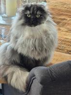 Herplaatsing: twee super lieve katten, Dieren en Toebehoren, Poes, Gechipt, 0 tot 2 jaar