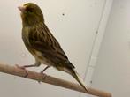 Kanarie man, Dieren en Toebehoren, Vogels | Kanaries, Mannelijk, Kleurkanarie
