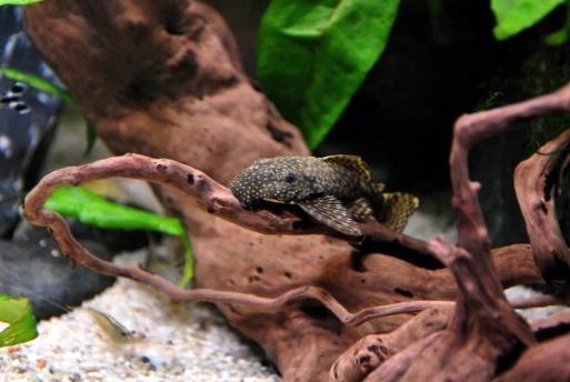 jonge algeneters, Dieren en Toebehoren, Vissen | Aquariumvissen, Zoetwatervis, Vis