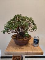 bonsai azalea meerstam, Tuin en Terras, Ophalen, Halfschaduw, Overige soorten, Minder dan 100 cm