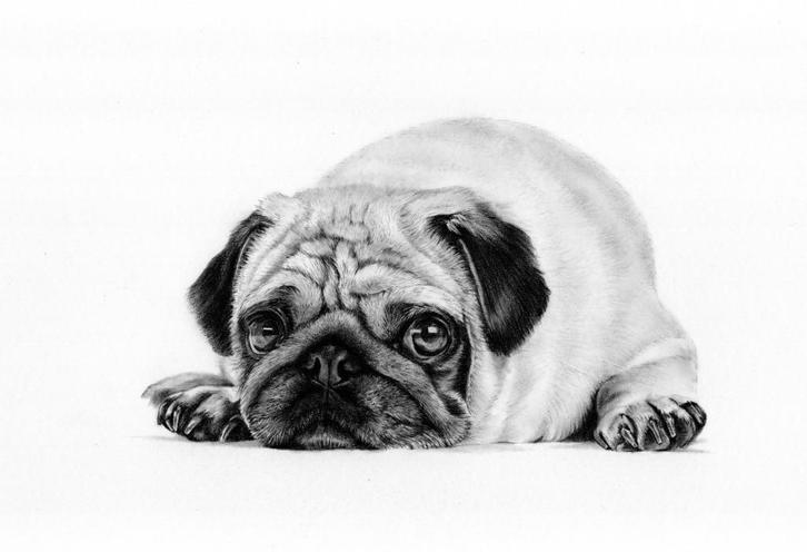 Portret van je huisdier laten tekenen of schilderen, Boeken, Dieren en Huisdieren, Zo goed als nieuw, Honden, Ophalen of Verzenden