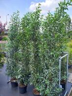 Portugese laurier prunus lusitanica 2 meter hoog, 90cm €8,95, Ophalen, Laurier, Haag, 100 tot 250 cm
