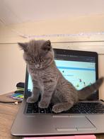 British shorthair / britse korthaar poesje, Poes