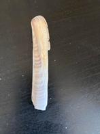 Mooie Zeeschelp, Verzenden, Gebruikt, Overige soorten, Overige typen