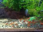 Vuurgarnalen aquarium, Dieren en Toebehoren, Vissen | Aquariumvissen, Kreeft, Krab of Garnaal