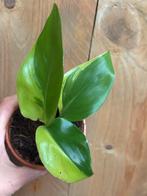 Strelitzia nicolai variegata plant aurea yellow lime lemon, Huis en Inrichting, Kamerplanten, Ophalen of Verzenden, Overige soorten
