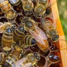 Buckfast bevruchte konigin, Dieren en Toebehoren, Insecten en Spinnen, Bijen