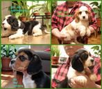 Cavalier King Charles Spaniel .  .  .  .   .  .   outcross, Dieren en Toebehoren, Nederland, CDV (hondenziekte), 8 tot 15 weken