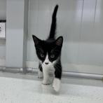 ACE: Davy is nu op zoek naar de ideale thuis, Dieren en Toebehoren, Katten en Kittens | Overige Katten, Kater, Kortharig, 0 tot 2 jaar