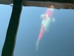 Doitsu kohaku, Dieren en Toebehoren, Vissen | Vijvervissen, Karper of Koi
