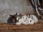 Jonge konijntjes, Meerdere dieren