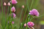 Zaden bieslook (Allium schoenoprasum), Ophalen of Verzenden, Voorjaar, Volle zon, Zaad