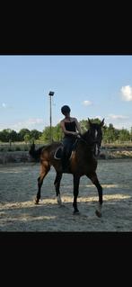 Verzorg paardgezocht, Ophalen of Verzenden