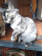 Maine coon met stamboom, Poes, Gechipt