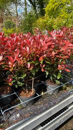 Photinia ‘rauge’ (glansmispel), Overige soorten, Minder dan 100 cm, Ophalen