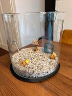 Grote vissenkom, incl. toebehoren, Dieren en Toebehoren, Ophalen, Leeg aquarium