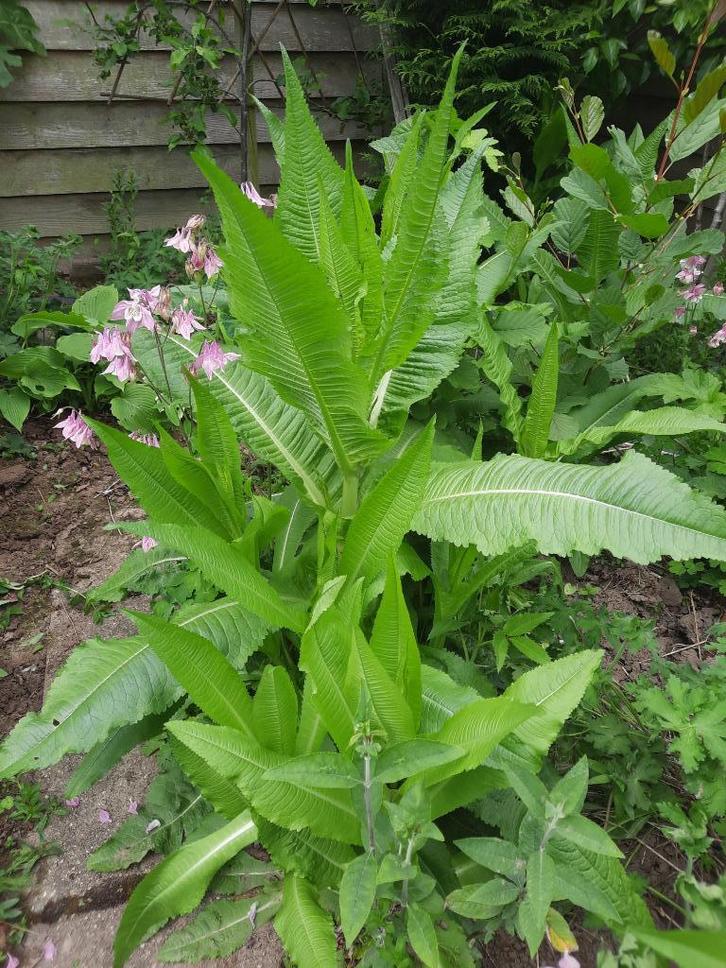 Grote kaardenbol - Dipsacus fullonum biologisch, Tuin en Terras, Planten | Tuinplanten, Tweejarig, Overige soorten, Volle zon