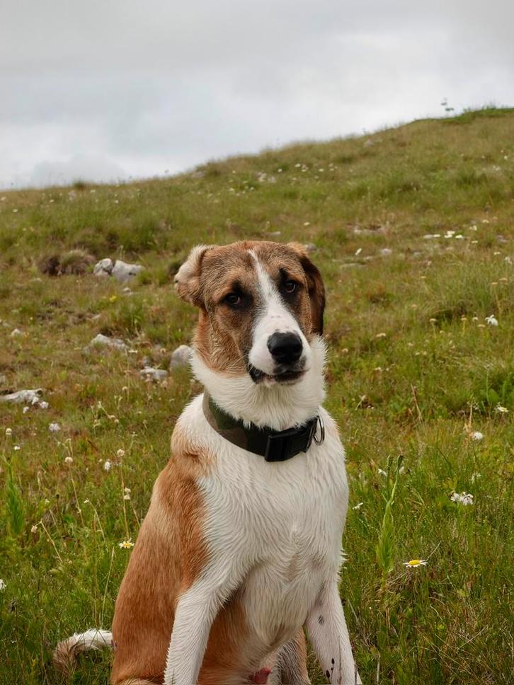 Bosnische berghond, Dieren en Toebehoren, Honden | Niet-rashonden, Groot, Reu, Particulier, Eén hond, Buitenland, 15 weken tot 1 jaar